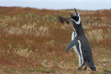 Magellanic Penguin 